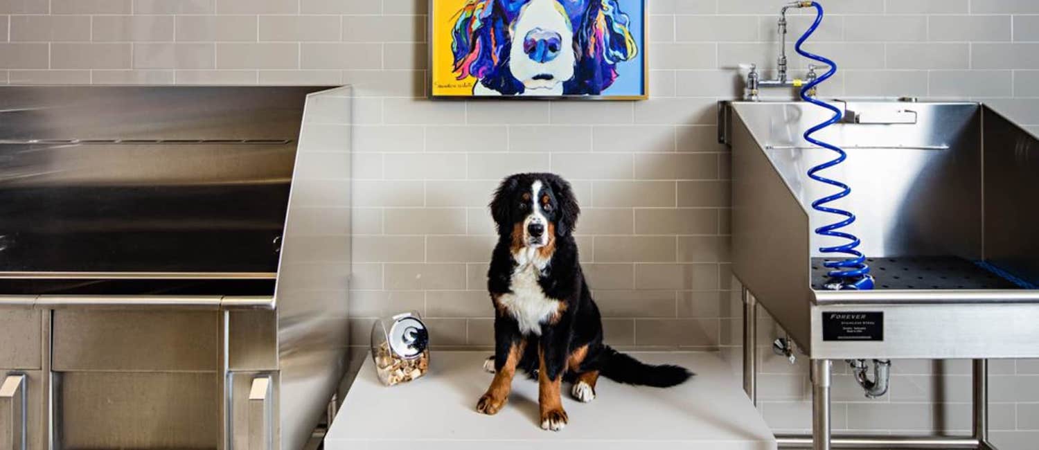 Image for Awesome Pet-friendly Apartments in Boston
