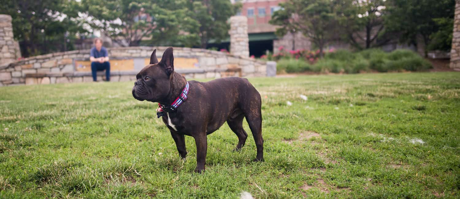 Image for Dog Friendly Boston: Great Hoods for Dog Owners