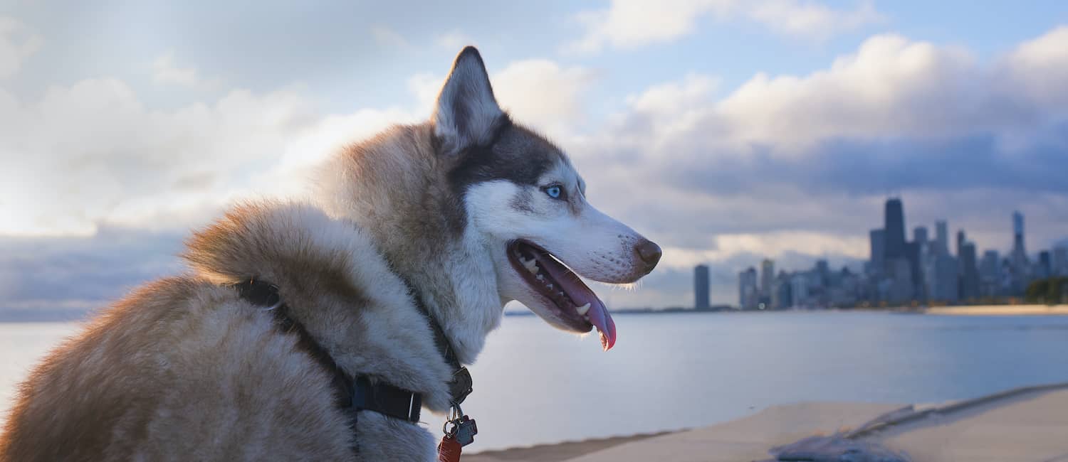 Image for Dog-Friendly Chicago
