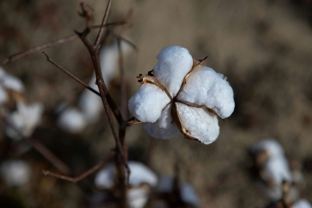 A cotton plant growing outdoors to illustrate the importance of adopting natural, organic fibers when embracing zero-waste living.