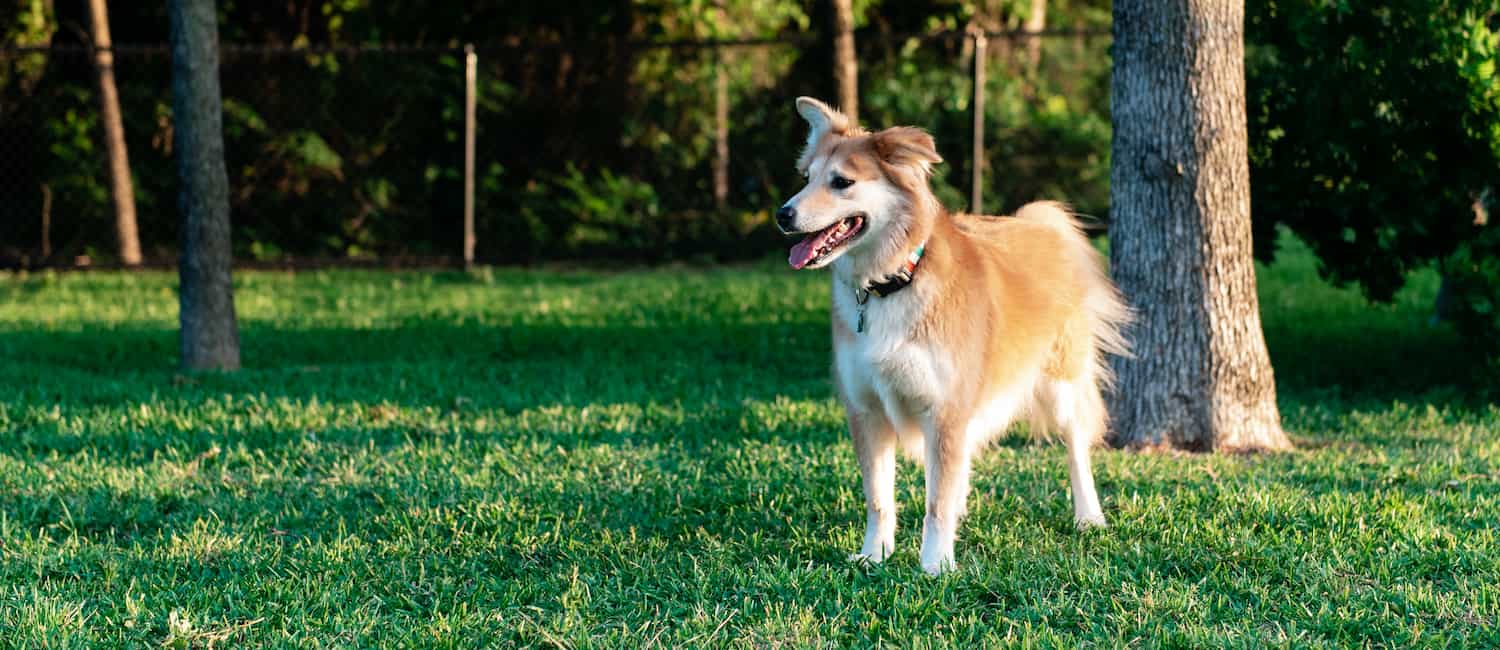 Image for 5 of the Best Dog Parks in Dallas