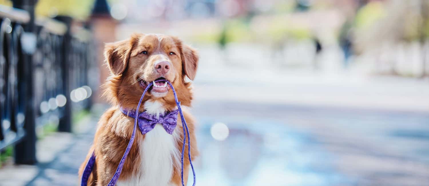 Image for Dog-Friendly Indianapolis