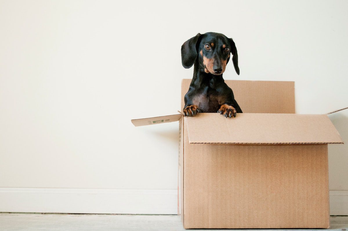 moving with pets can be easier