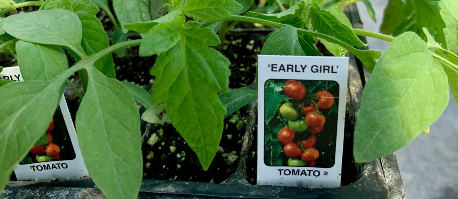 Image for How to Start a Thriving Patio Vegetable Garden