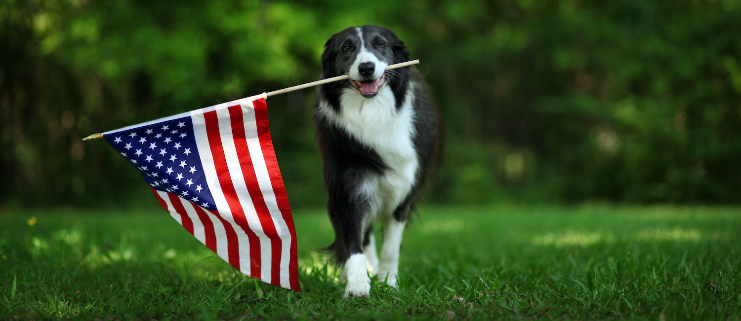 Image for The Best Pet-Friendly Apartments in Alexandria