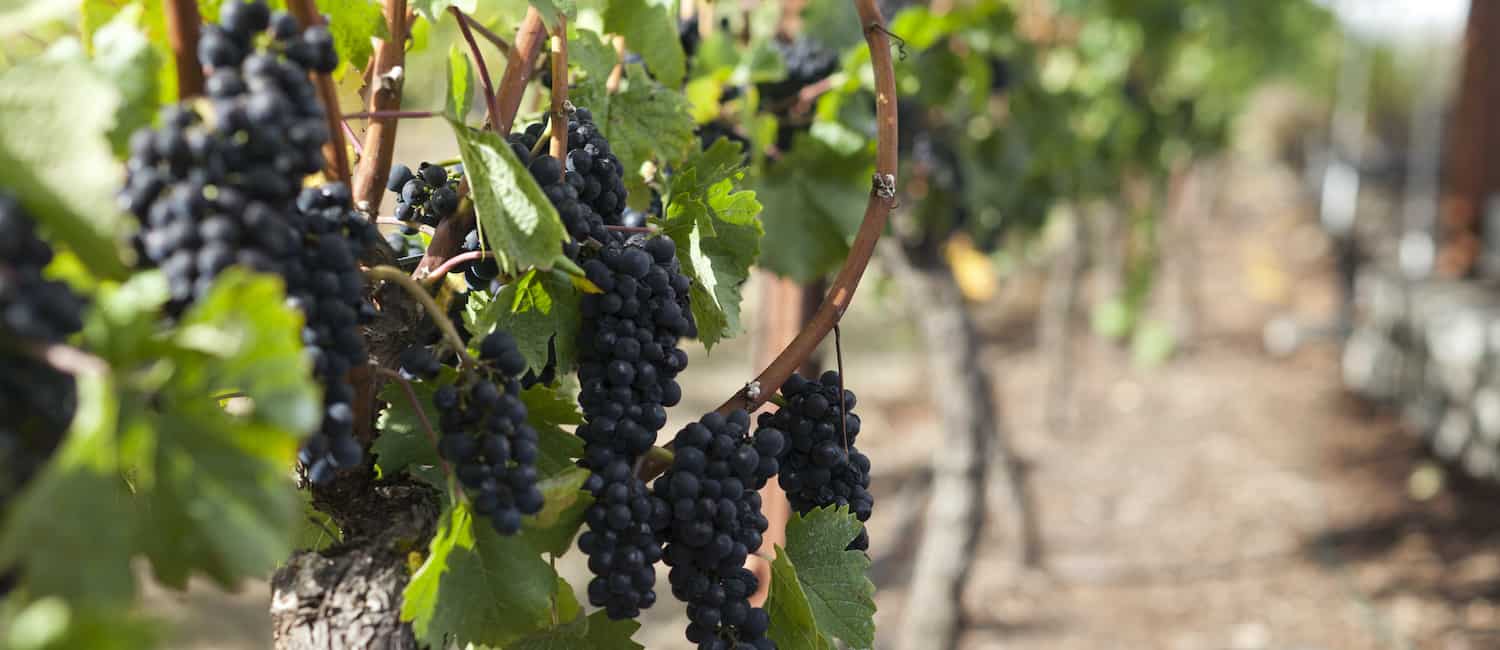 Image for The Best Wineries Near Portland