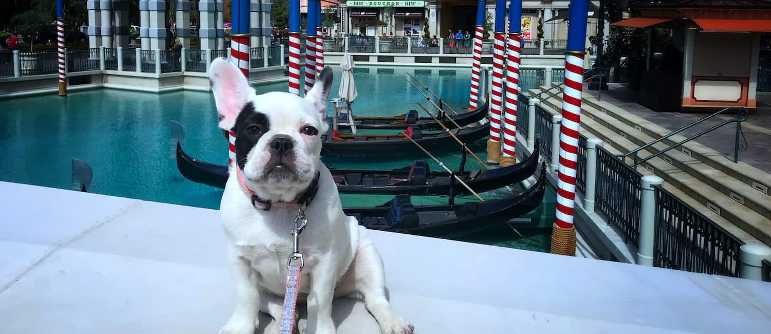 Image for Las Vegas Dog Parks and Grooming