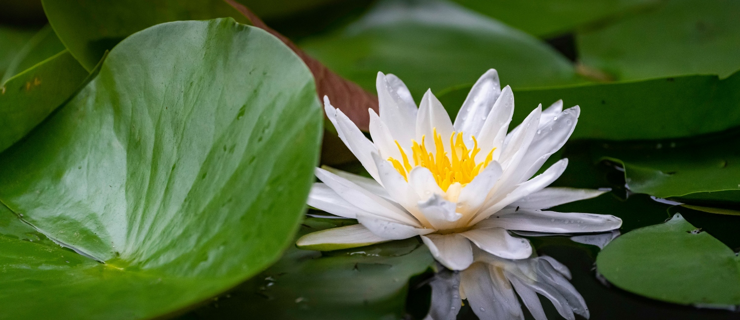 Image for Bring The White Lotus Aesthetic Into Your Home: Decor Inspired by Iconic Locations