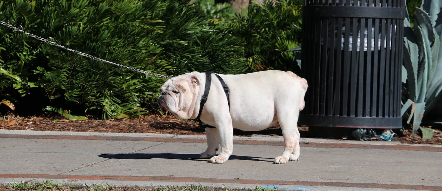 Image for Dog-Friendly Orlando