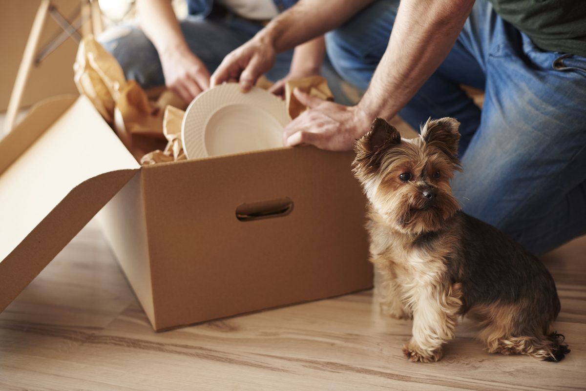 pet owners packing up to move to new house