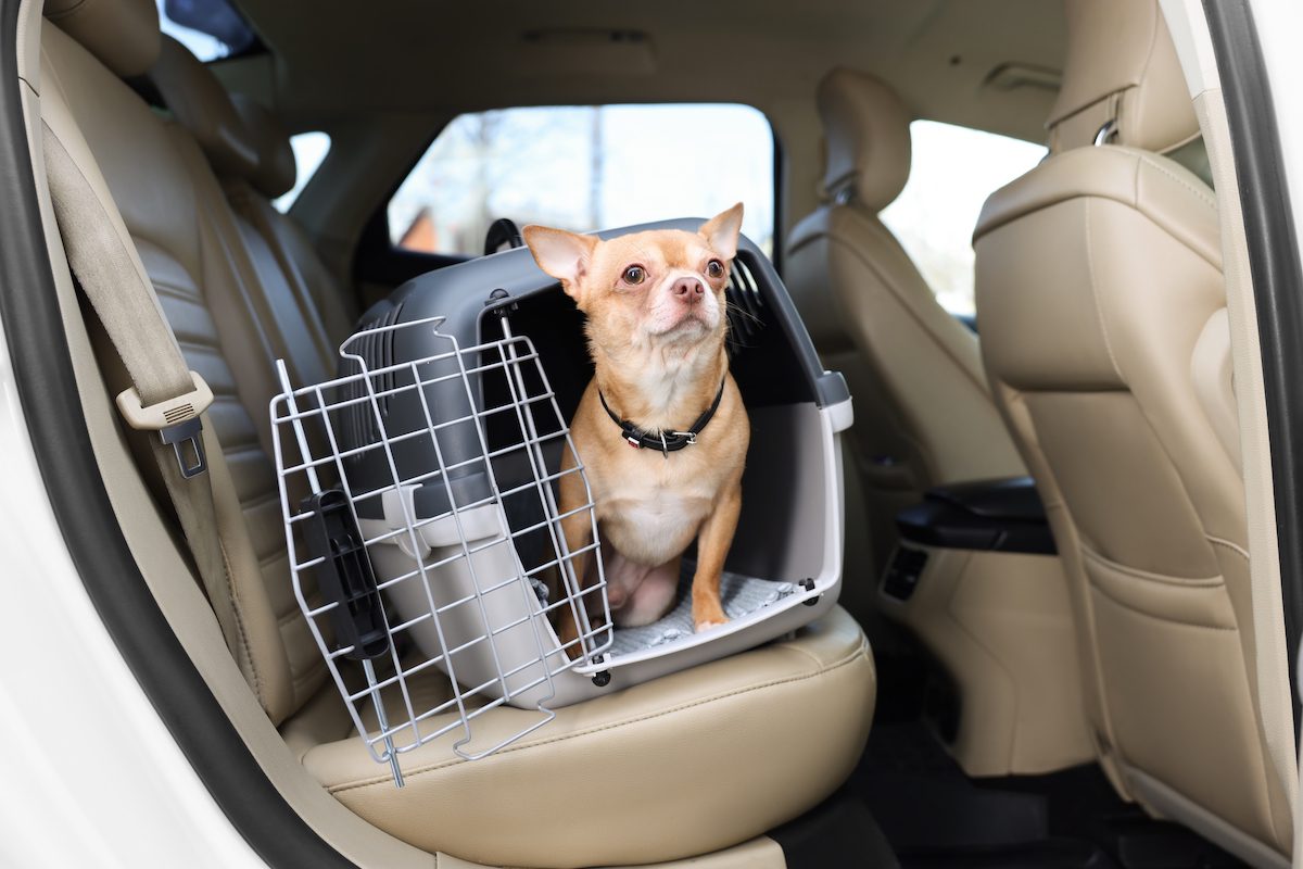 build a positive association with the pet carrier for furry friends