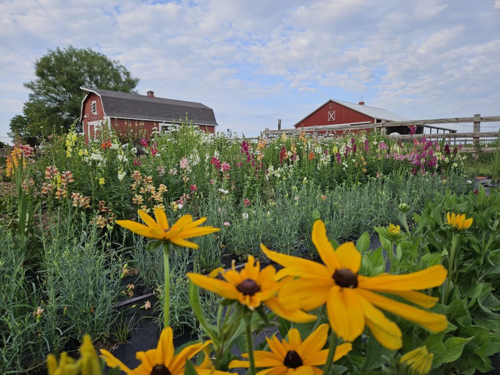 Bramble's Edge Farm flower fields