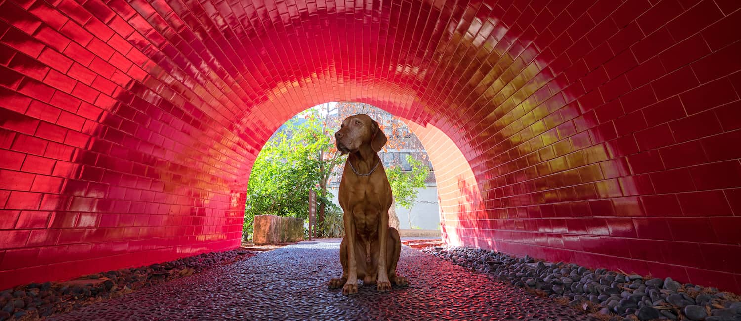 Image for Best Dog Parks in San Antonio