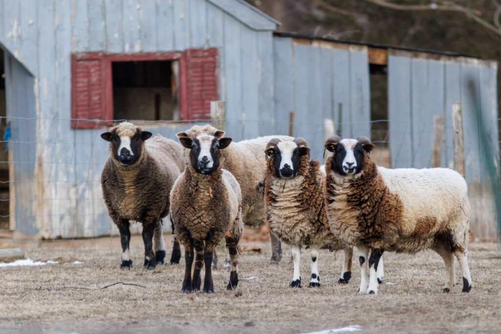 sheep in the countryside of Stockton, NJ