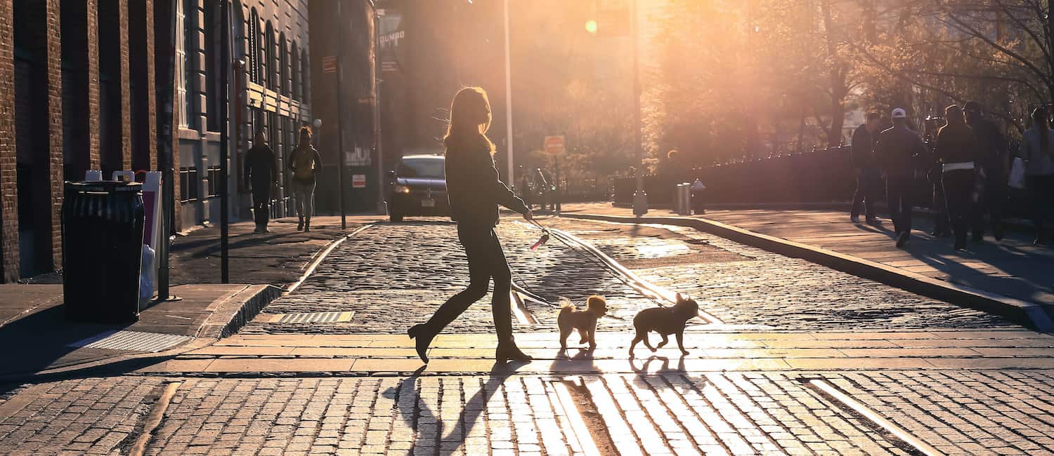 Image for Ten Most Pet-Friendly Cities 2011